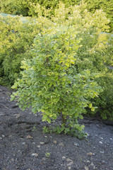 Fototapeta na wymiar Young linden tree growing on a slope of rock.