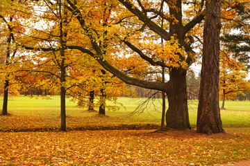 colorful autumn trees fallen leaves in park