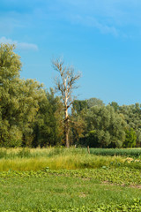 the old dead tree in a forest, on a meadow