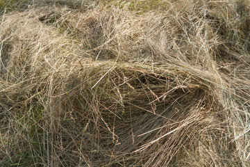 hay, straw, texture