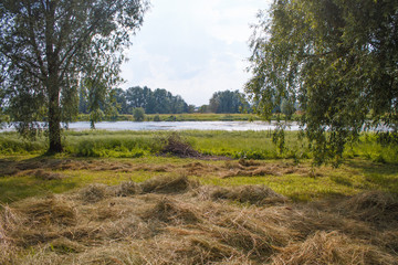 scattered across the field of hay, the river and the trees