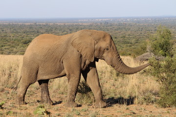 Elephant approaching a tree in front of panoramic landscape