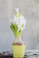 White hyacinth flower recently planted on a little pot