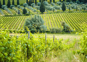 Tuscan vineyards in the spring sunshine.