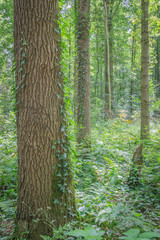 Naklejka premium trees growing ivy in the forest
