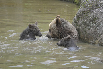 Obraz premium Bärenfamilie