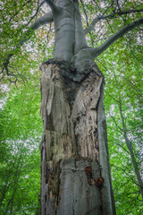 Fototapeta premium damaged tree close up
