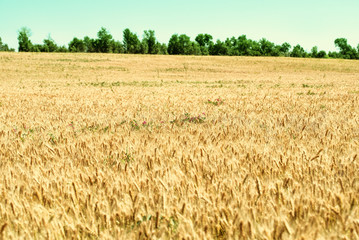 Field of ripe wheat