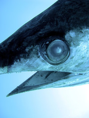 Eye of a swordfish