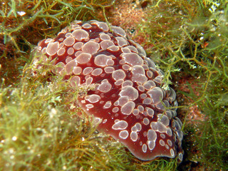 Nudibranch (Bertelle Ocellata)