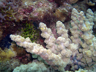 White coral