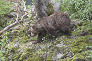 Obraz premium Braunbär im Gelände