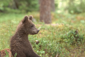Obraz premium Bear cub sitting in the woods and looking curiously around