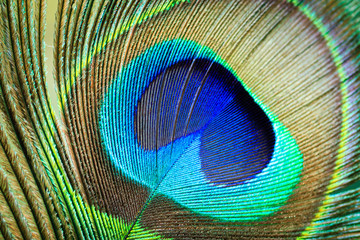 Fototapeta premium Macro Peacock Feather
