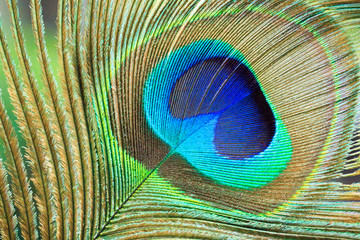 Naklejka premium Macro Peacock Feather