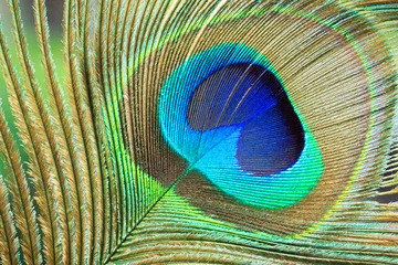 Crédence de cuisine en verre imprimé Paon Macro Peacock Feather