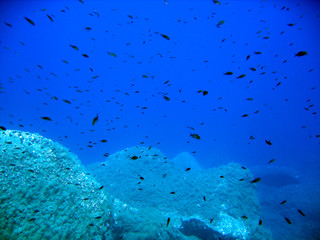 Shoal of black fishes underwater