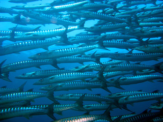 Shoal of barracuda