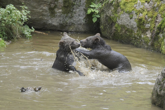 B&auml;renfamilie Wasserspiele