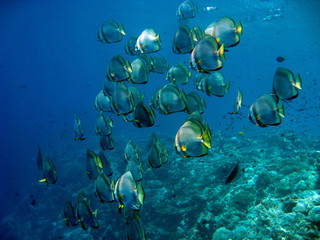 Shoal of  fish underwater