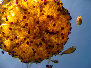 Yellow Jellyfish from the bottom