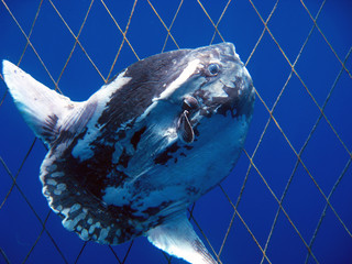 Mola Mola, Sunfish swimming 