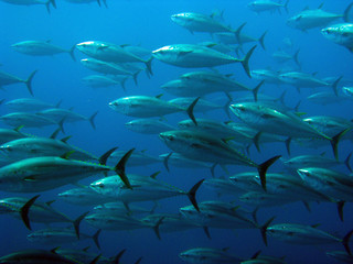 School of tuna
