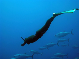 Diver with monofin swimming with tuna