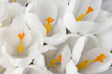 Detail of white crocus in spring.