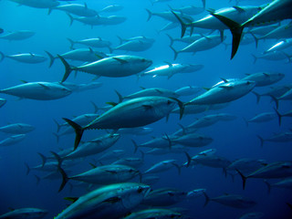 Obraz premium School of tuna