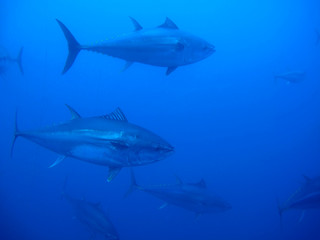 Naklejka premium yellowfin tuna