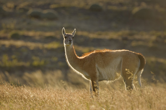 South America, Chile, Torres del Paine National Park. Close-up of guanaco backlit by sunrise.