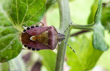 Pest - macro view on bug