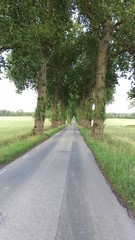 Tree-lined road, Grensholm, Ostergotland, Sweden