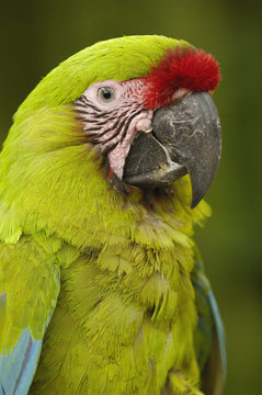 Military macaw (Ara militaris) CAPTIVE. Amazon Rain Forest. ECUADOR. South America.