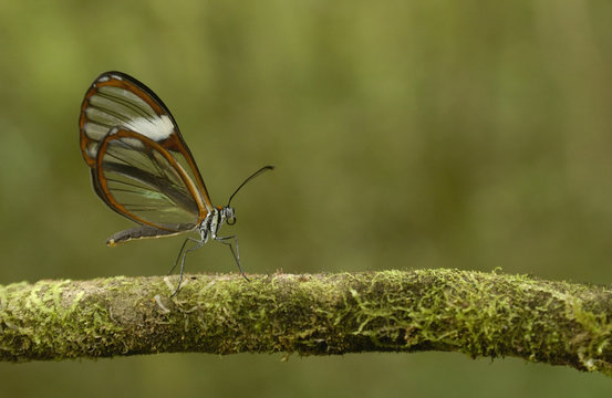 Clear-winged Butterfly (Greta oto) Cloud forest. Mindo Western slope of Andes Ecuador, South America