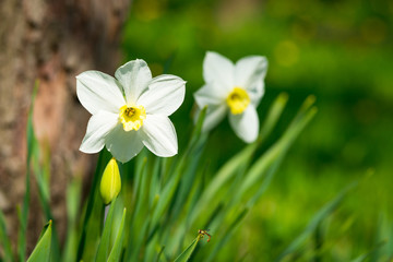 Blooming narcissus. Flowering white daffodils at springtime. Spring flowers. Shallow depth of field. Selective focus.