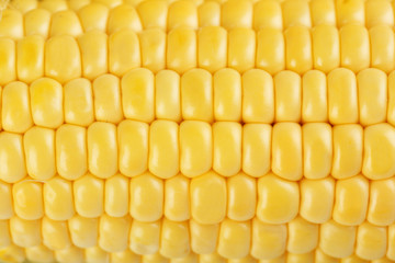 Corn background, close up