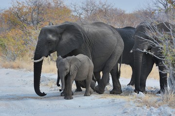 Afrikanische Elefanten (Loxodonta africana) im Etosha Nationalpark