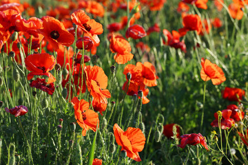 Red poppy flowers field, close up