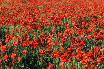 Red poppy flowers field, close up