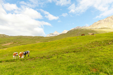 Fototapeta na wymiar mucche e cavalli al pascolo in montagna