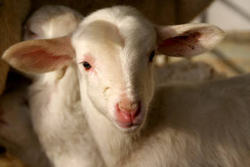 Fototapeta premium Lamb in a farmyard in la mancha spain