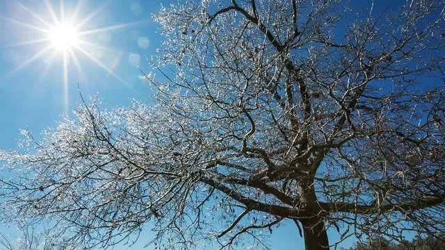 Ice Covered Tree with Sun. a wide angle shot of an ice covered tree after a storm with the sun glaring on in corner
