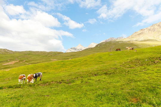 mucche e cavalli al pascolo in montagna