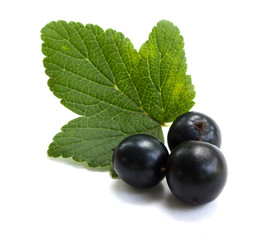 Currants with green leaf