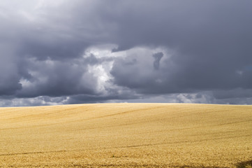 Fototapeta na wymiar Dark cloudy sky against a bright wheat field