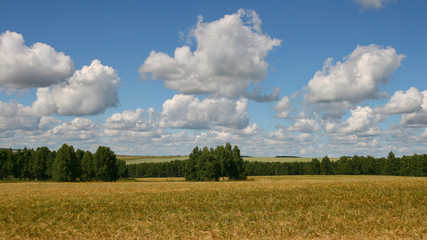 Obraz premium Rye field. Clear summer day.
