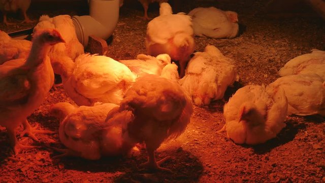 Broilers Chickens. Life of broilers in the henhouse