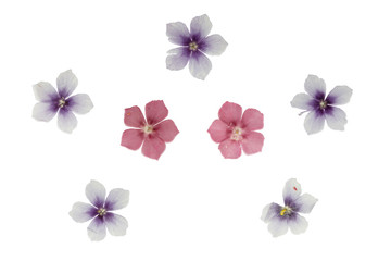Fototapeta na wymiar Set of pressed and dried flowers blue, pink phlox, isolated